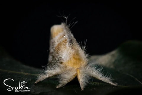 Lymantria Dispar