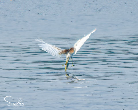 Indian Pond Heron