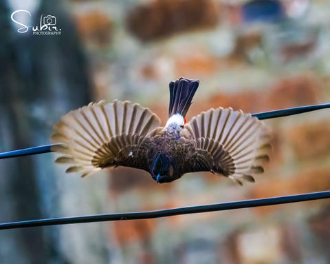Flying Red-Vented Bulbul