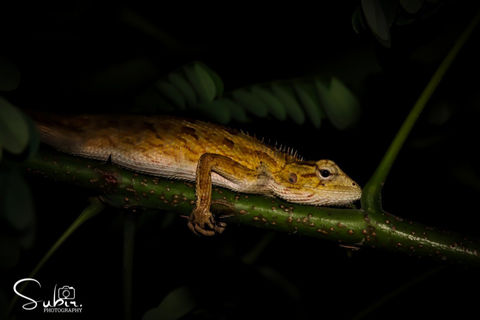 Oriental Garden Lizard