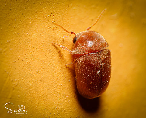 Cigarette Beetle