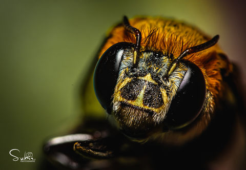 Amegilla Zonata