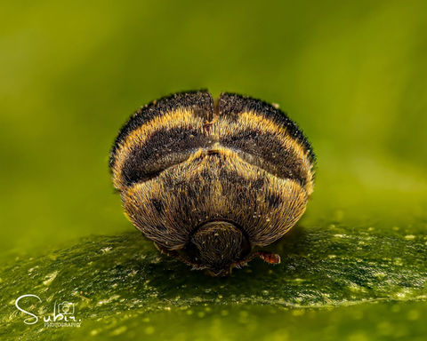 Attagenus Woodroffei