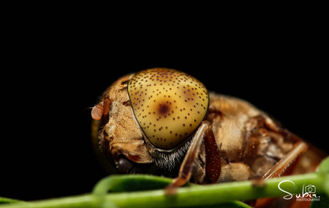 Footballer Hoverfly
