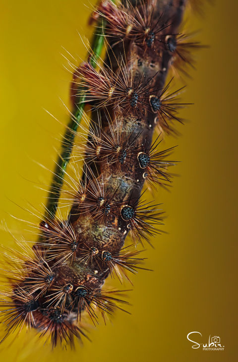 Anthela