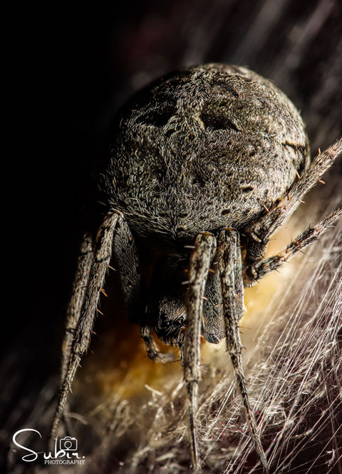 Orb Weaver Spider