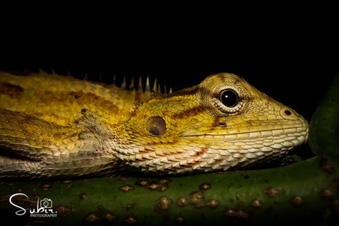Oriental Garden Lizard