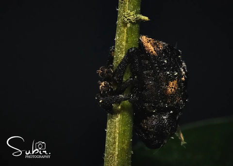 Weevil