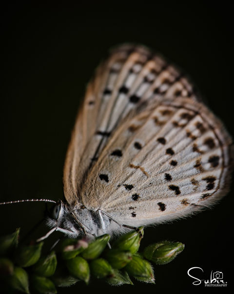 Pale Grass Blue