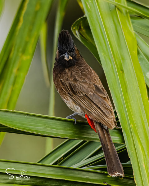 Red-vented Bulbul