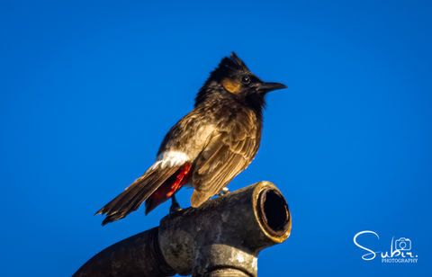 Red-vented Bulbul