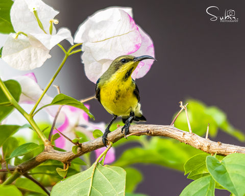 Olive-backed Sunbird