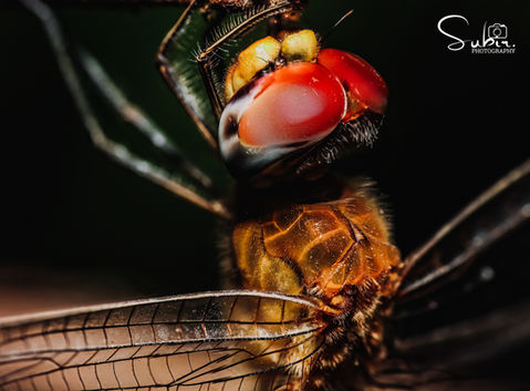 Wandering Glider