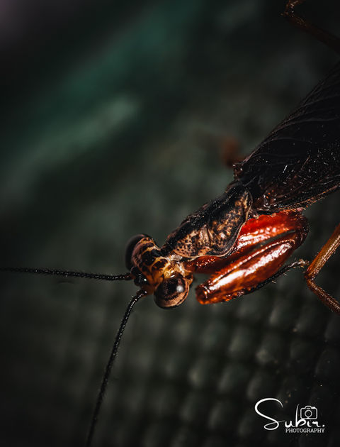 Leptomantispa Plchella
