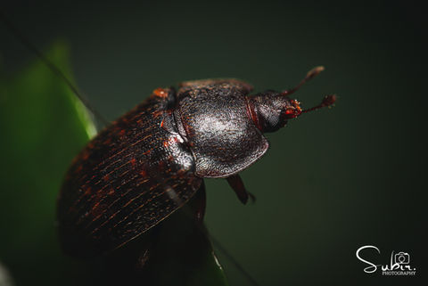 Trox Scaber
