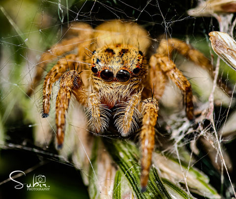 Carrhotus Xanthogramma