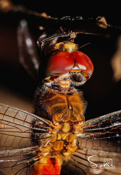 Wandering Glider