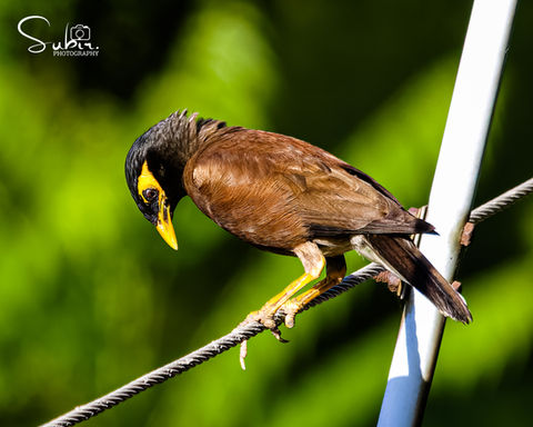 Myna