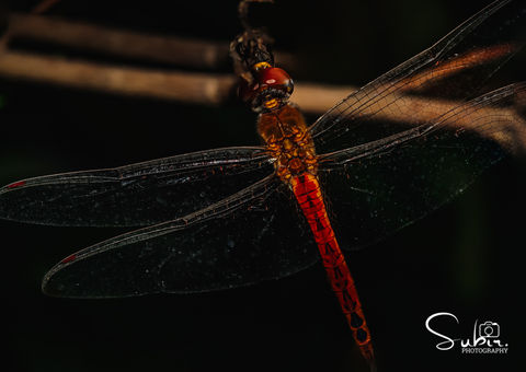 Wandering Glider
